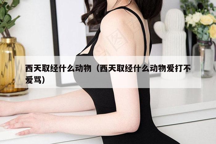 西天取经什么动物（西天取经什么动物爱打不爱骂）